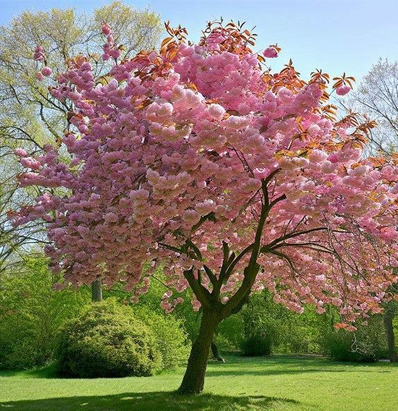 An image of a cherry tree.