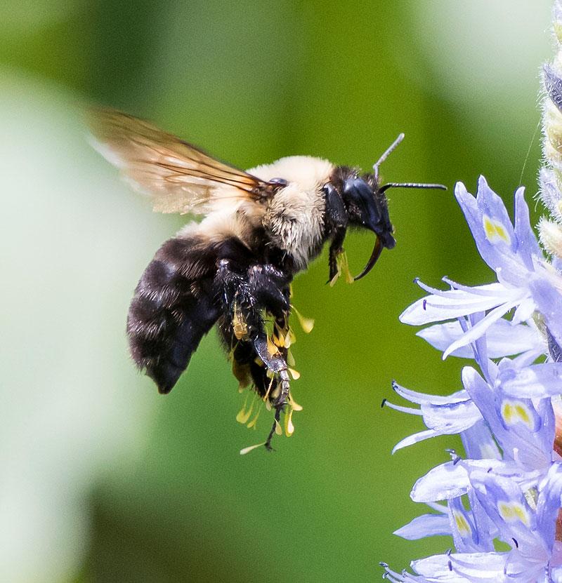 Native Bumble Bee