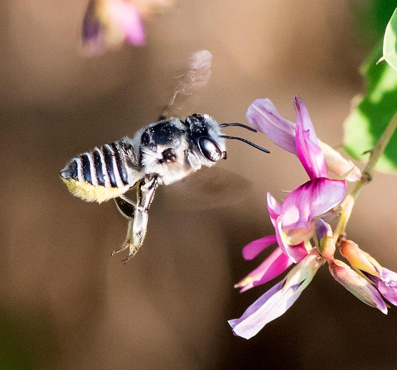 Native Leaf-Cutter Bee