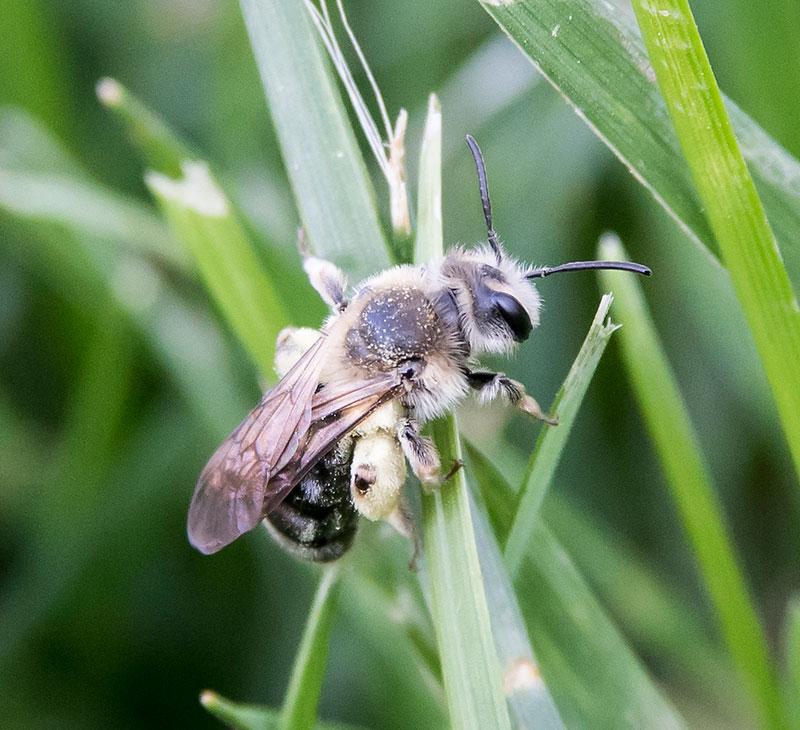 Native Mining Bee