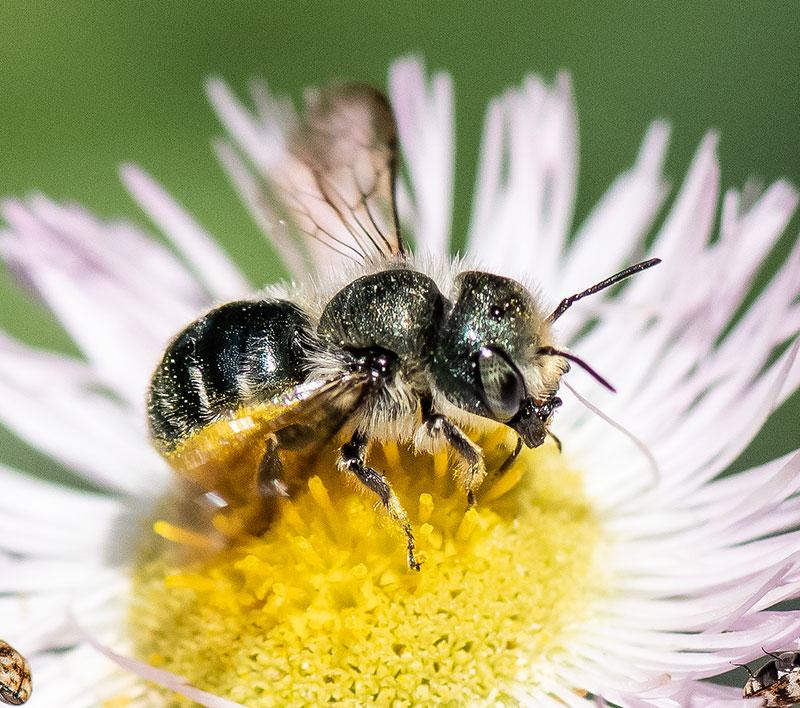 Native Mason Bee